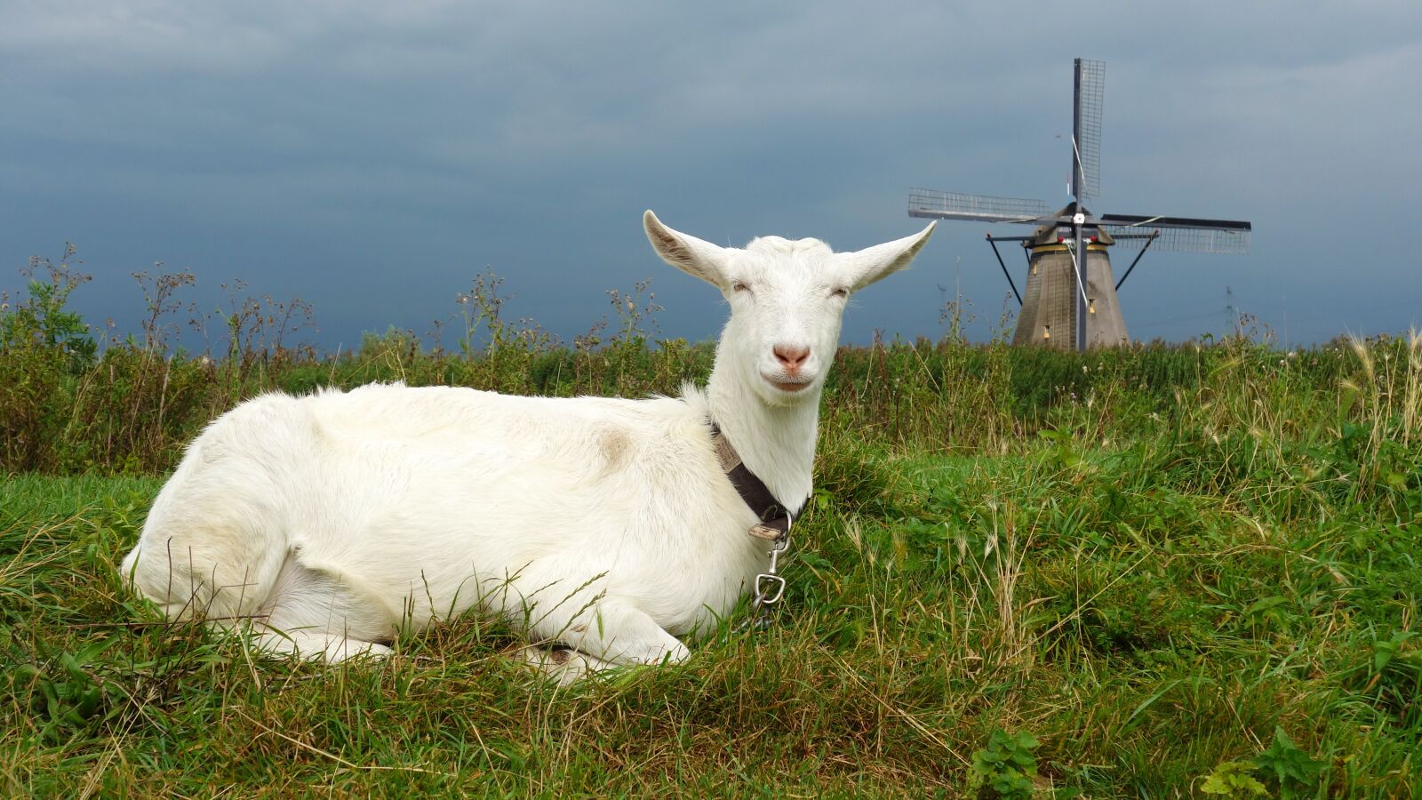 Sony Cyber-shot DSC-RX100 sample photo. Goat, mill, kinderdijk photography