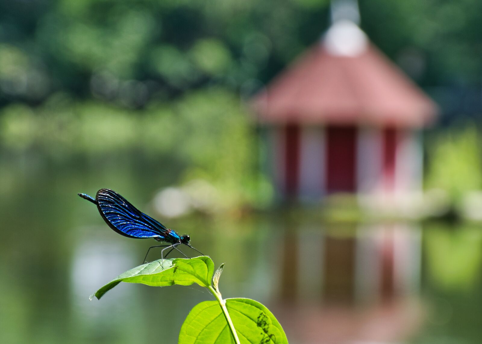 Nikon D5300 sample photo. Dragonfly, water, nature photography