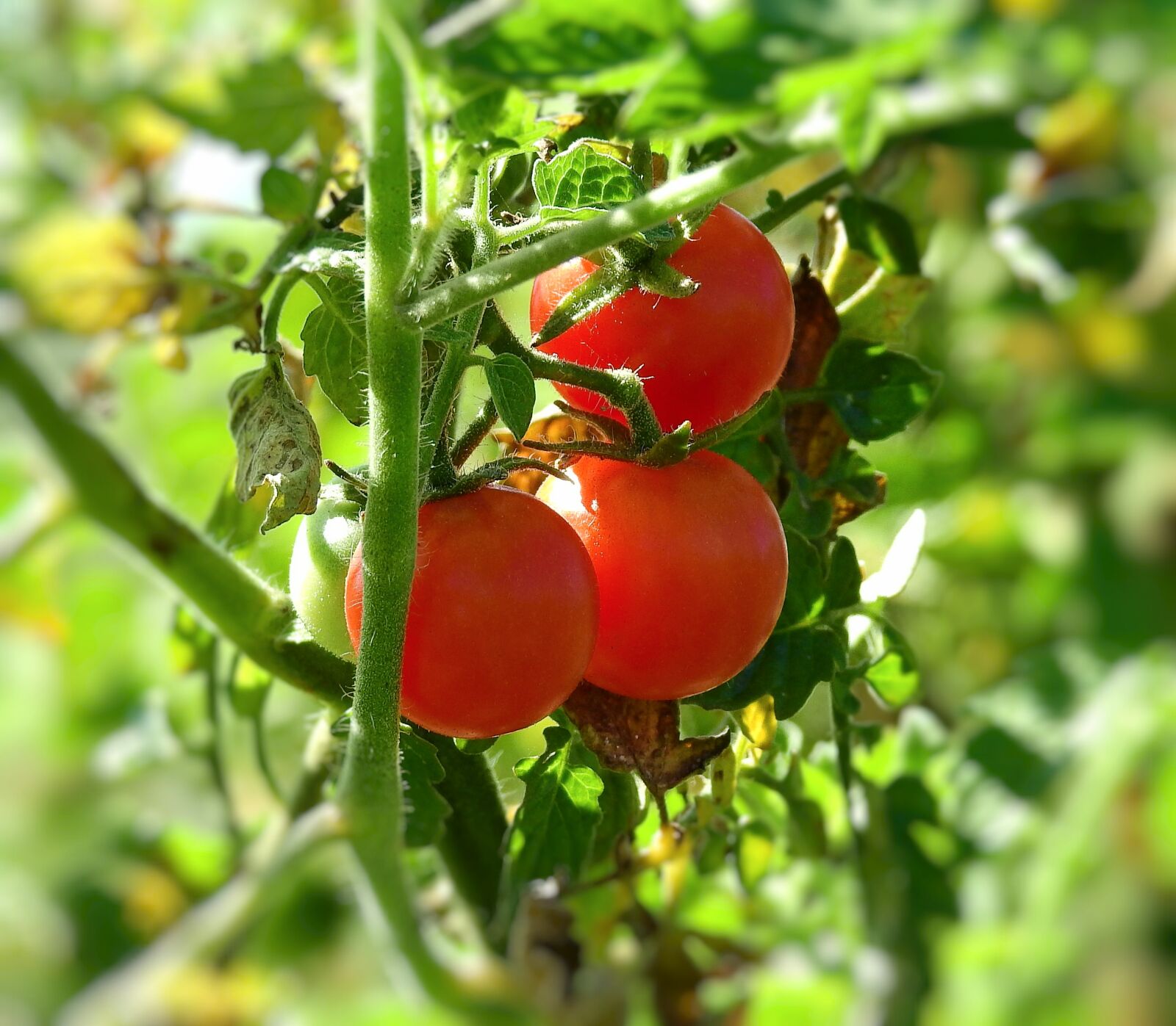 Nikon Coolpix P900 sample photo. Tomato cocktail, bush, garden photography