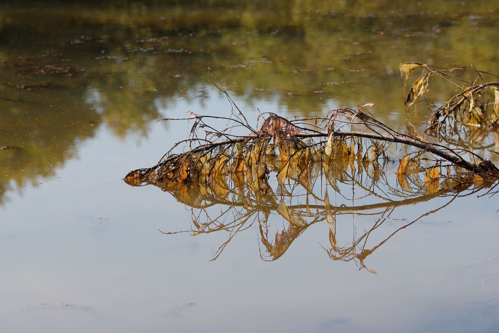 Canon EOS 70D sample photo. Nature, waters, puddle photography
