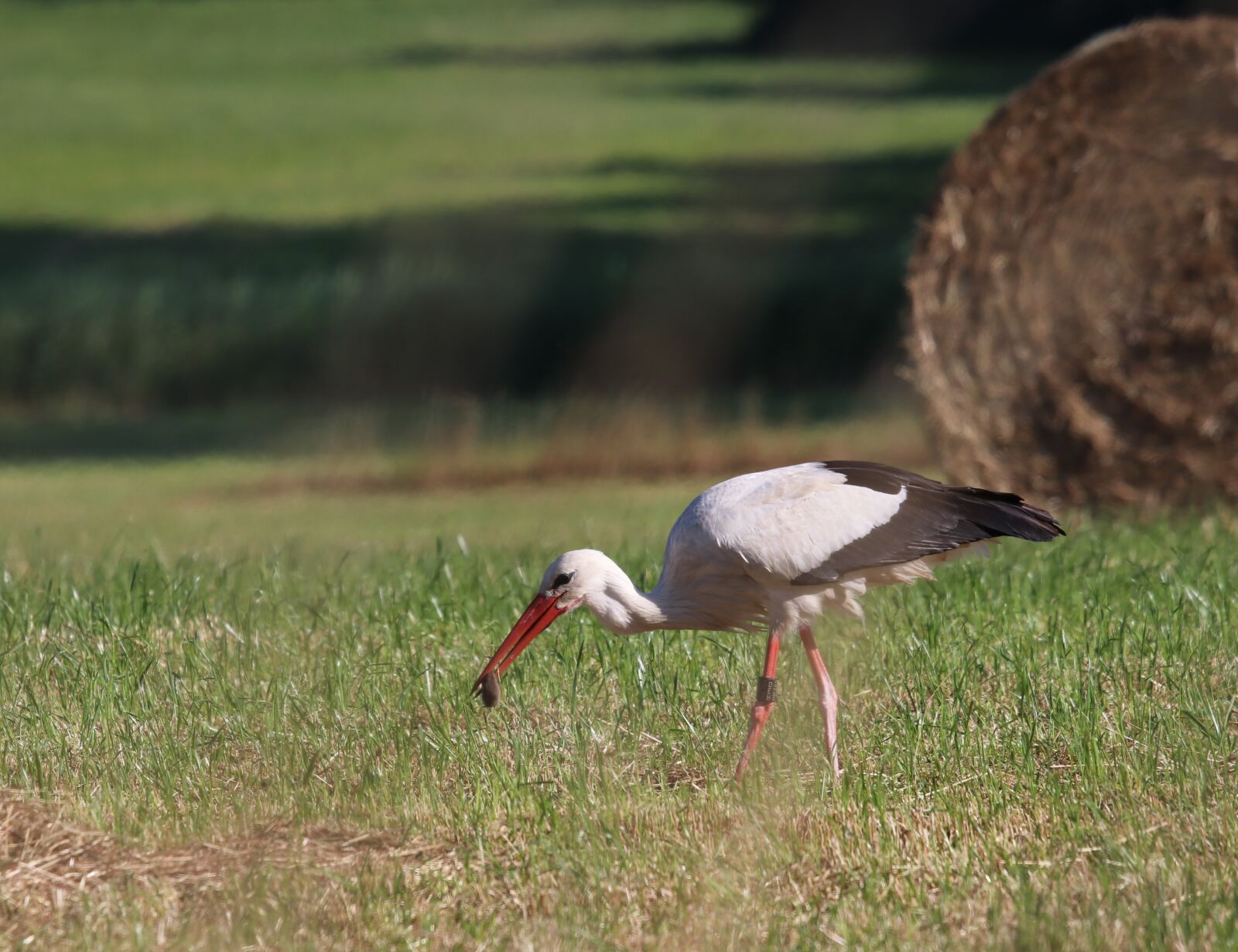 Sigma 100-400mm F5-6.3 DG OS HSM sample photo. Stork, foraging, field photography
