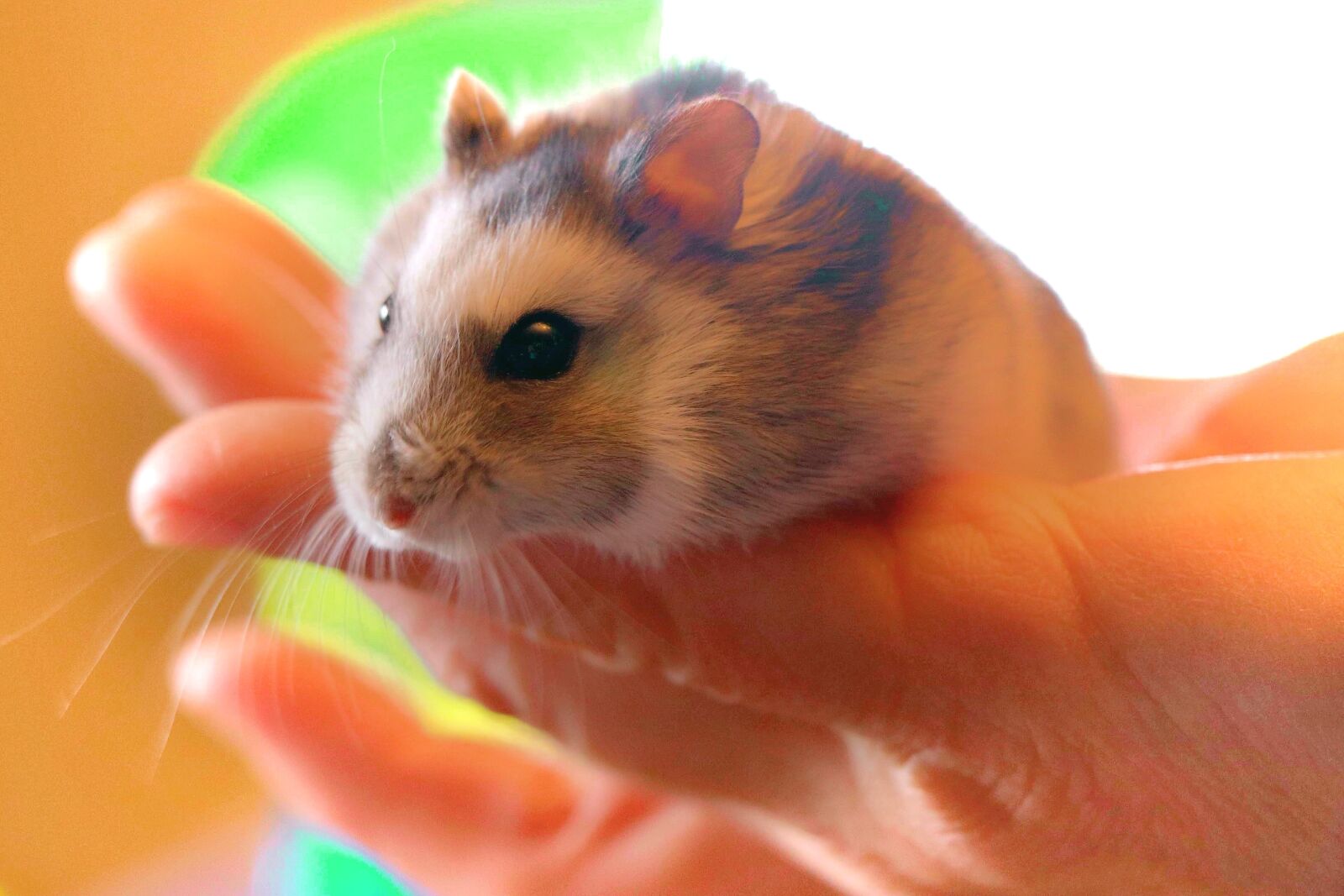 Canon EOS 77D (EOS 9000D / EOS 770D) sample photo. Hamster, pet, rodent photography