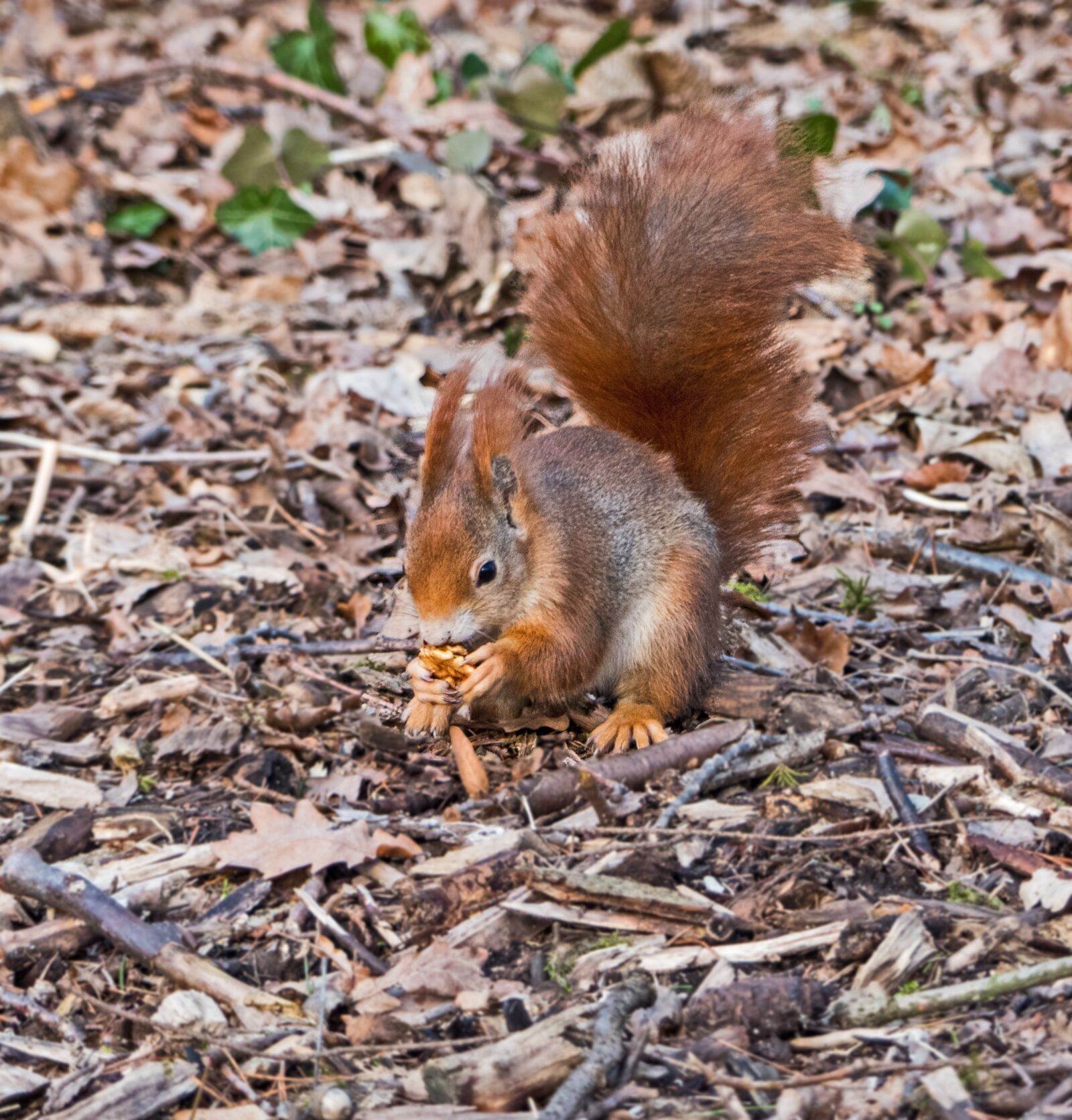 Panasonic Lumix DMC-FZ300 sample photo. Rodent, mammal, squirrel photography