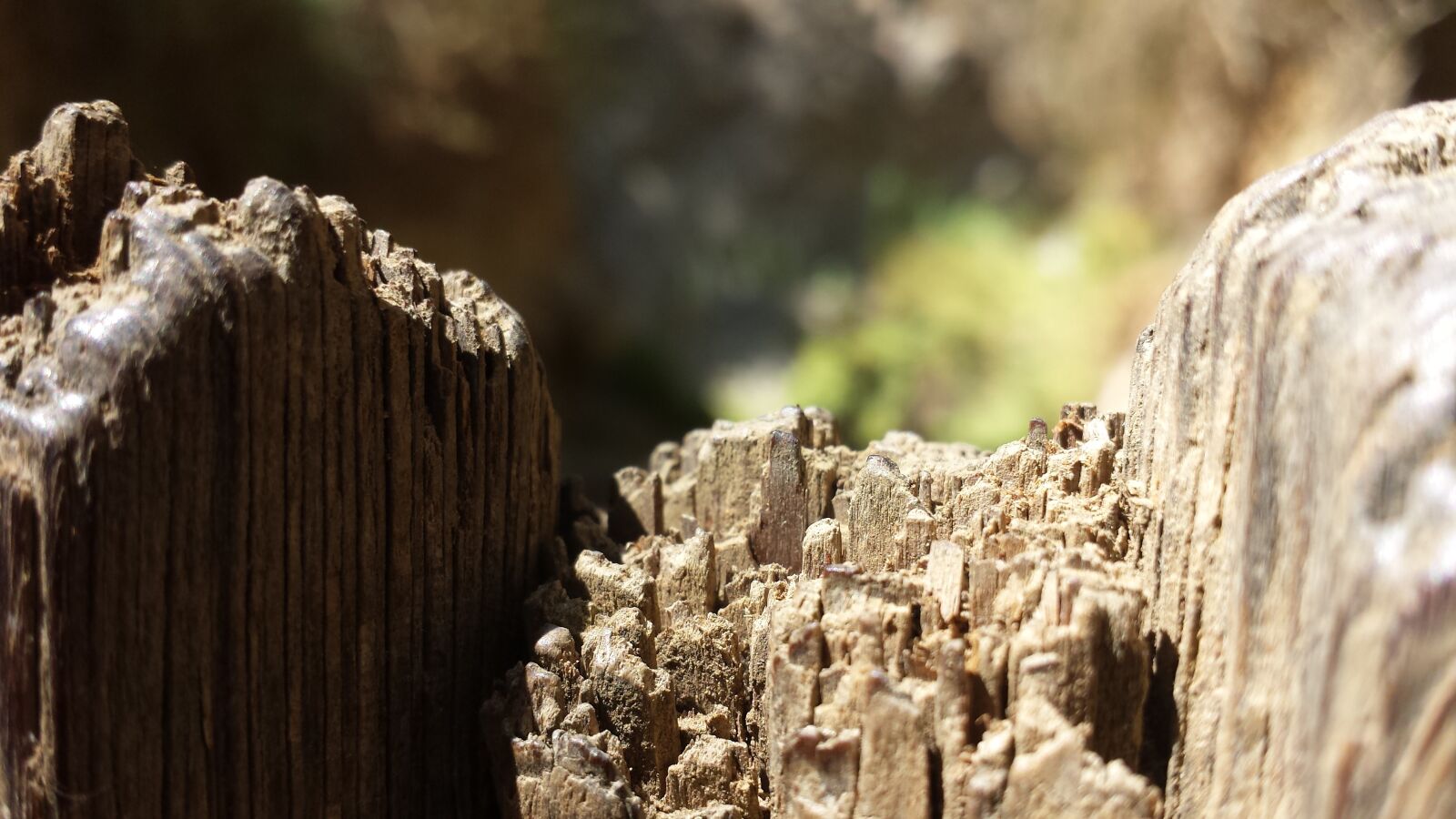 Samsung Galaxy S4 sample photo. Wood, close up, nature photography