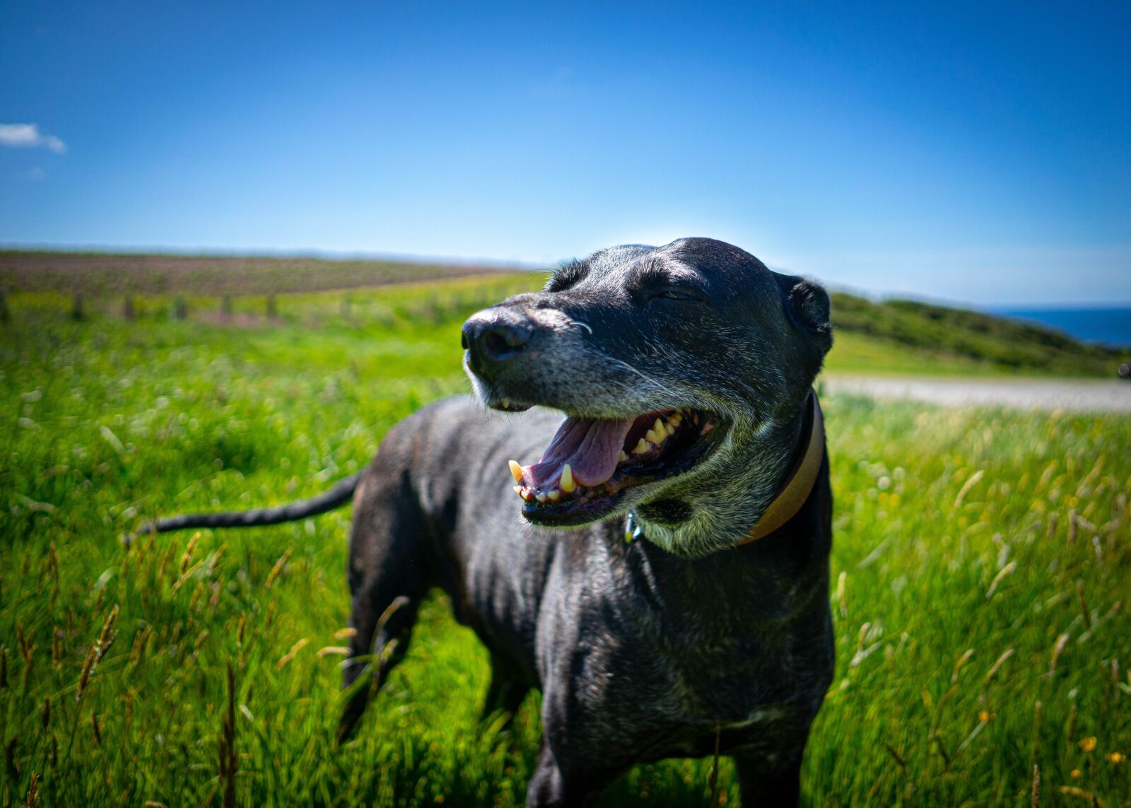 Samyang AF 24mm F2.8 FE sample photo. Lurcher, dog, cornwall photography