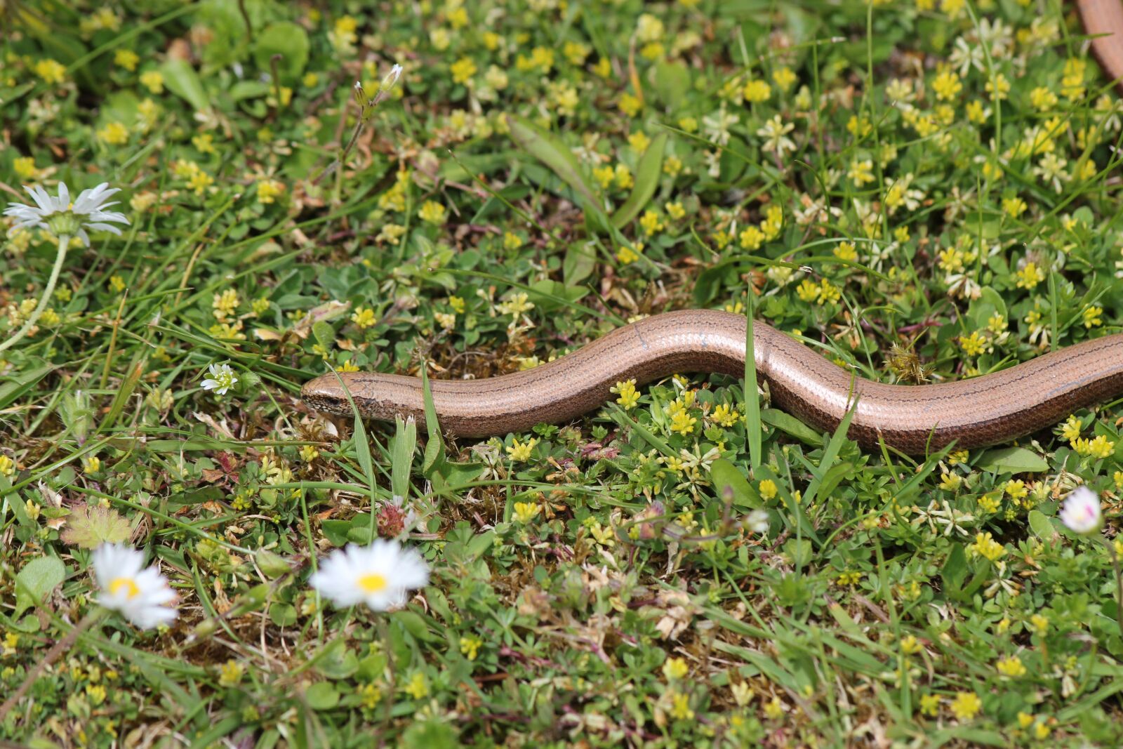 Canon EOS 550D (EOS Rebel T2i / EOS Kiss X4) sample photo. Slow, worm, snake photography