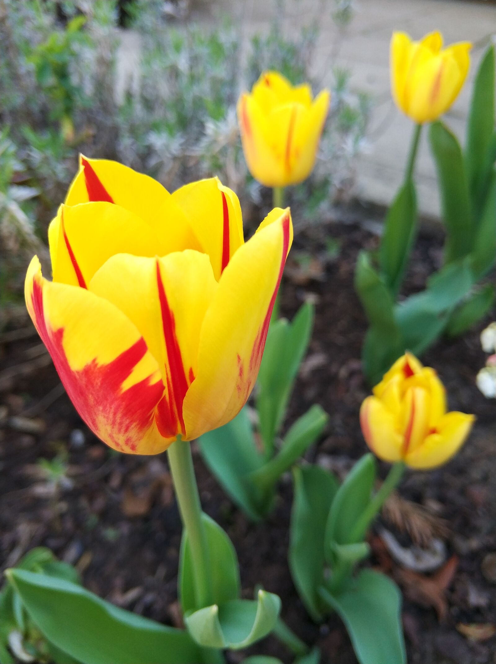 Xiaomi MI6 sample photo. Tulips, yellow photography