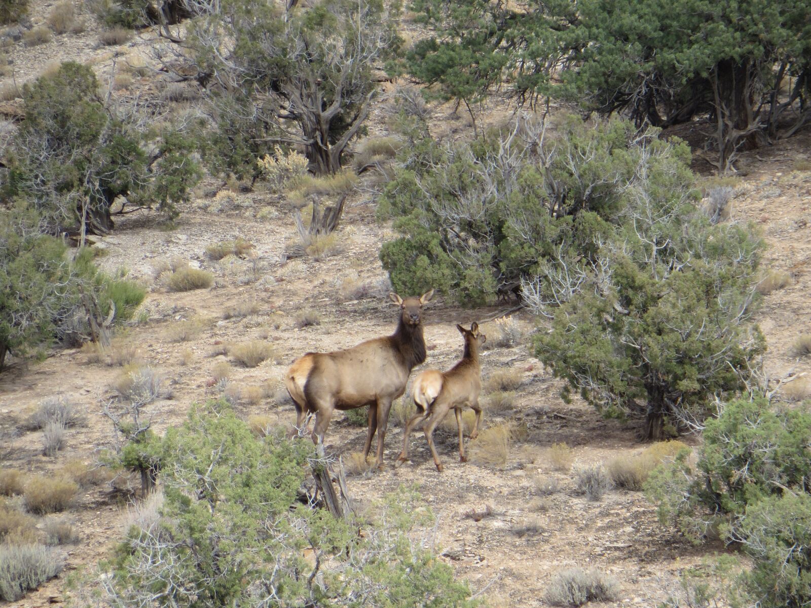 Canon PowerShot SX280 HS sample photo. Colorado, cow, elk photography