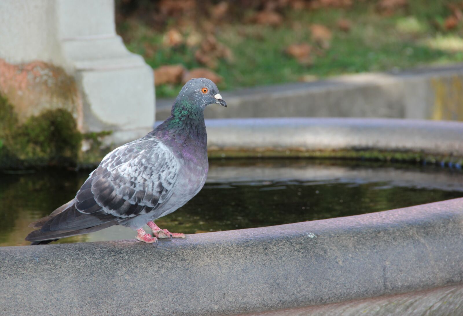 Canon EOS 600D (Rebel EOS T3i / EOS Kiss X5) + Canon EF-S 18-135mm F3.5-5.6 IS sample photo. Dove, fountain, water photography
