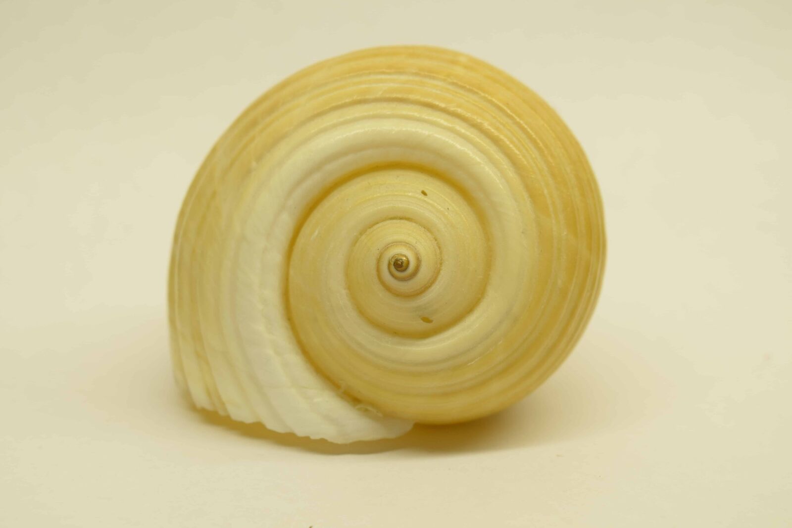 Nikon D3300 sample photo. Shell, snail, invertebrate, animal photography