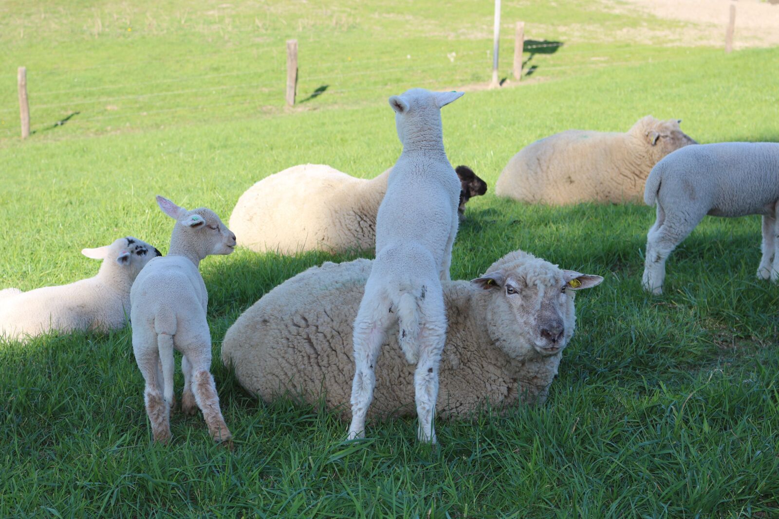 Canon EOS 700D (EOS Rebel T5i / EOS Kiss X7i) sample photo. Sheep, lamb, farm photography