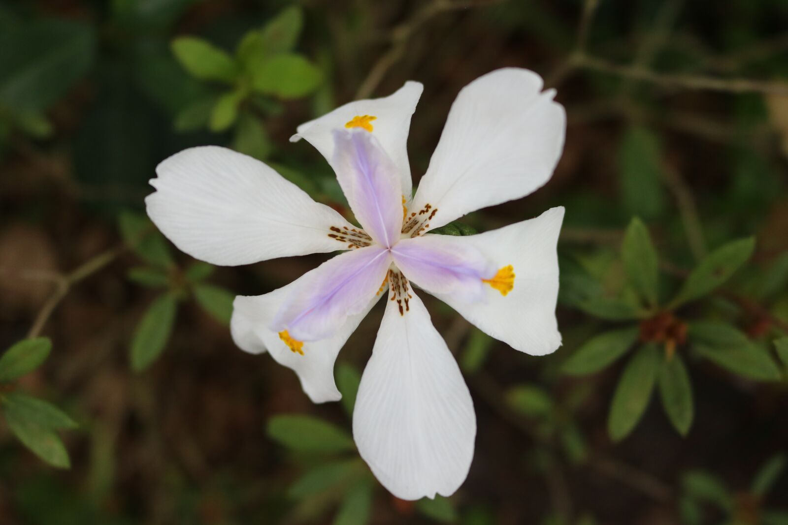 Canon EOS 750D (EOS Rebel T6i / EOS Kiss X8i) sample photo. Lily, white flower, six photography