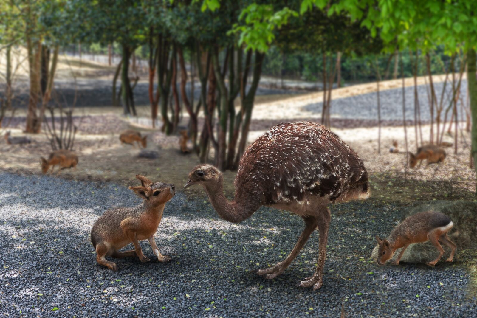 Canon EOS 60D sample photo. Zoo, nature, ostrich photography