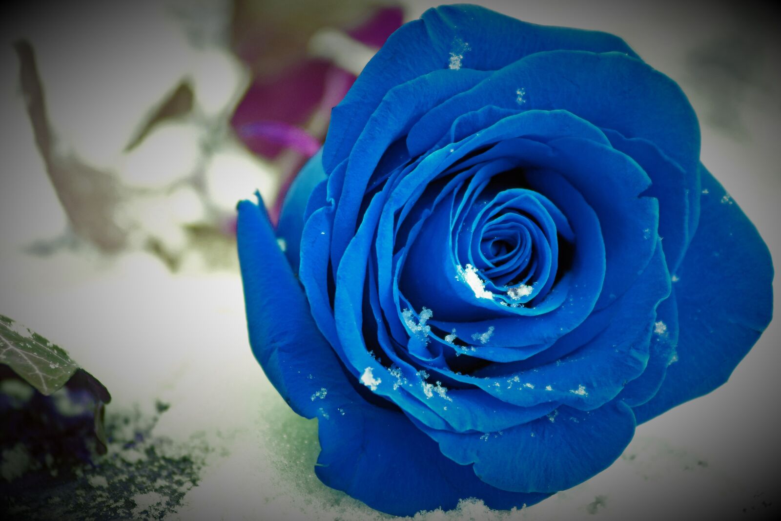 Canon EOS 200D (EOS Rebel SL2 / EOS Kiss X9) sample photo. Blue rose on grave photography