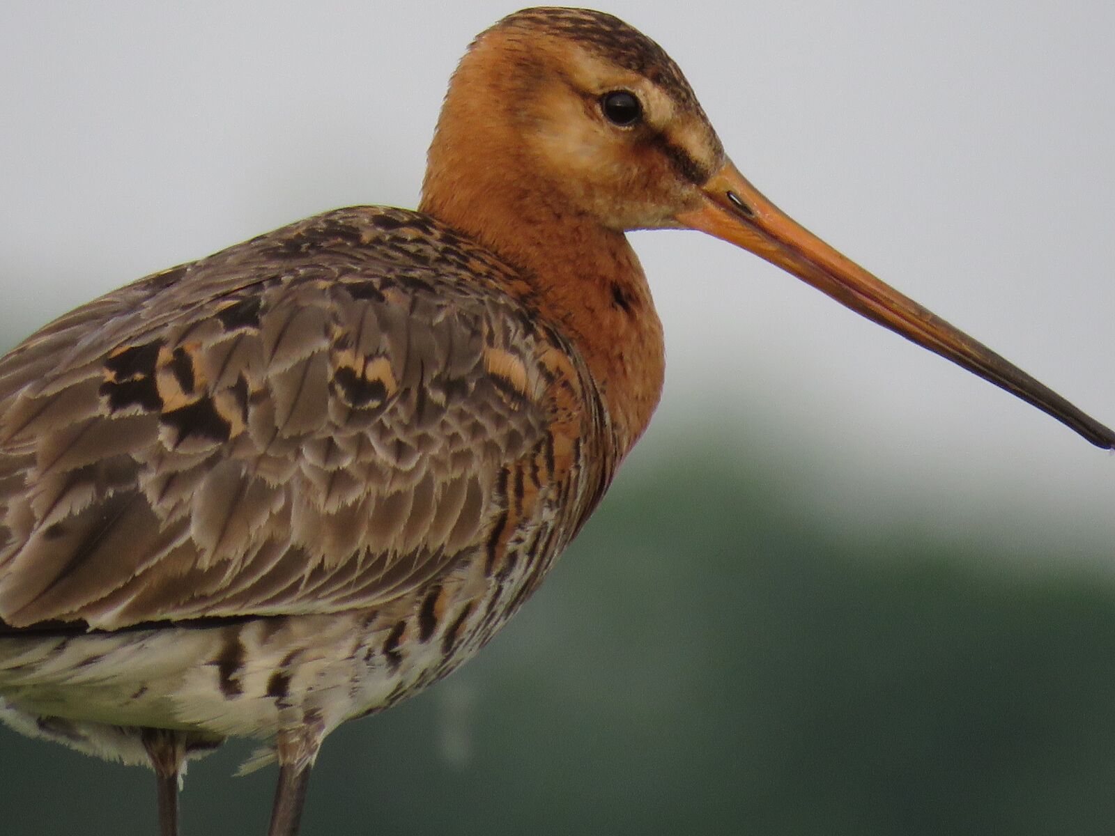 Canon PowerShot SX60 HS sample photo. Black-tailed godwit, bird, nature photography