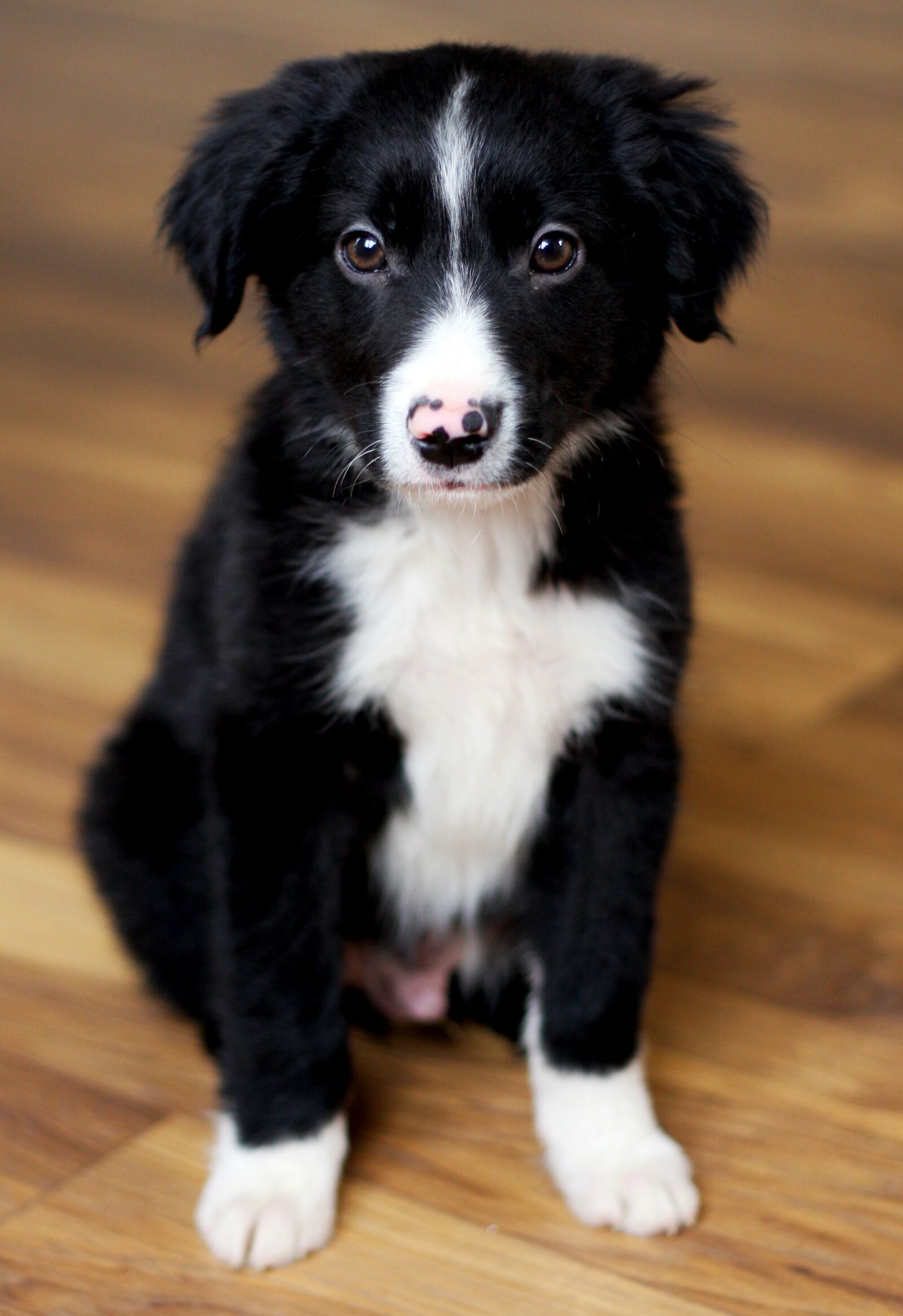 Canon EOS 40D sample photo. Border collie, collie, dog photography