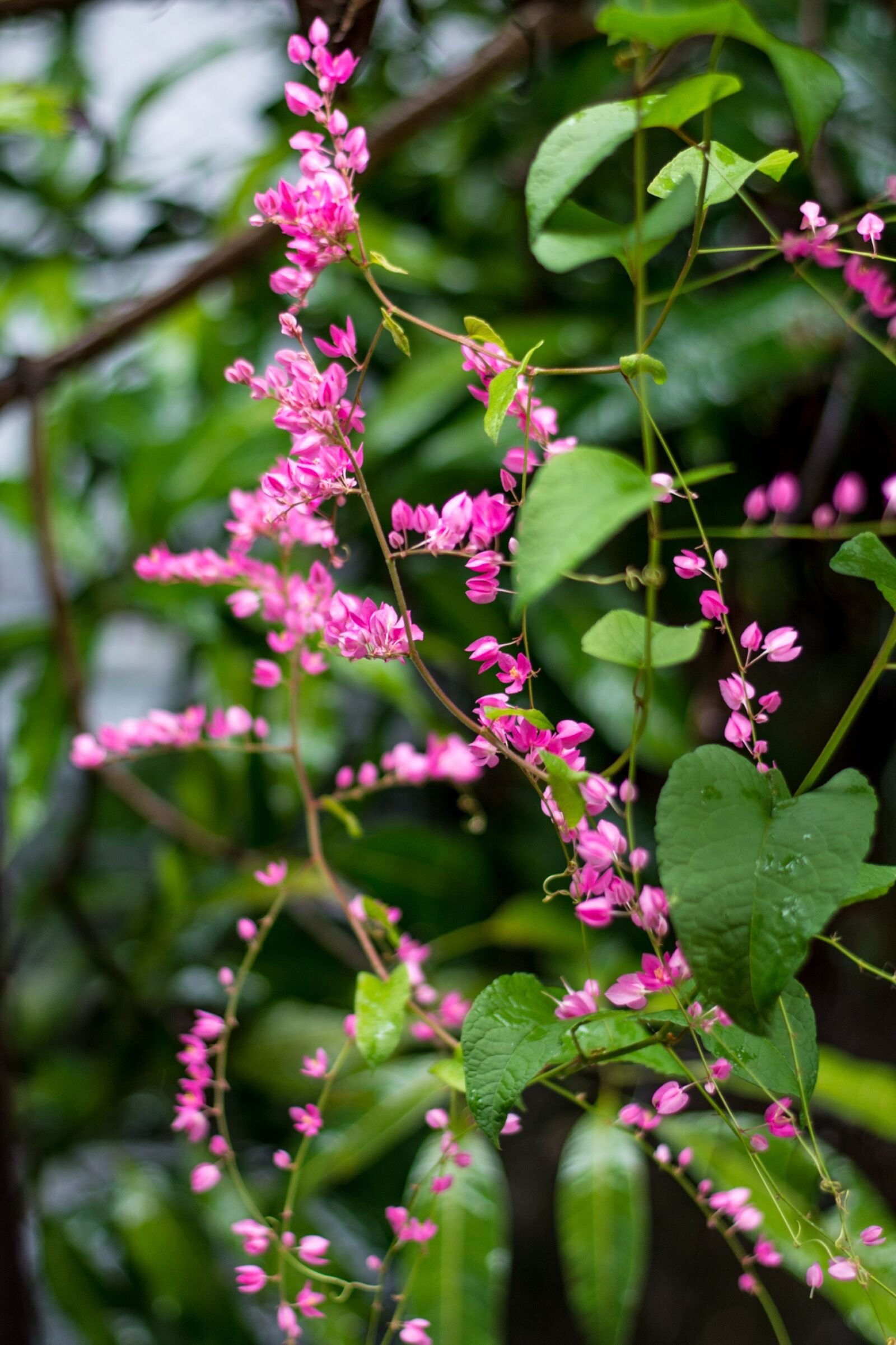 Nikon D7100 sample photo. Flower, tree, nature photography