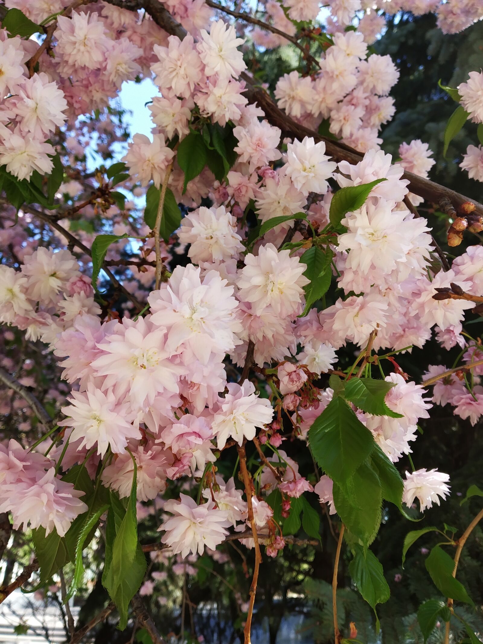 Xiaomi Redmi S2 sample photo. Tree, flowers, spring photography