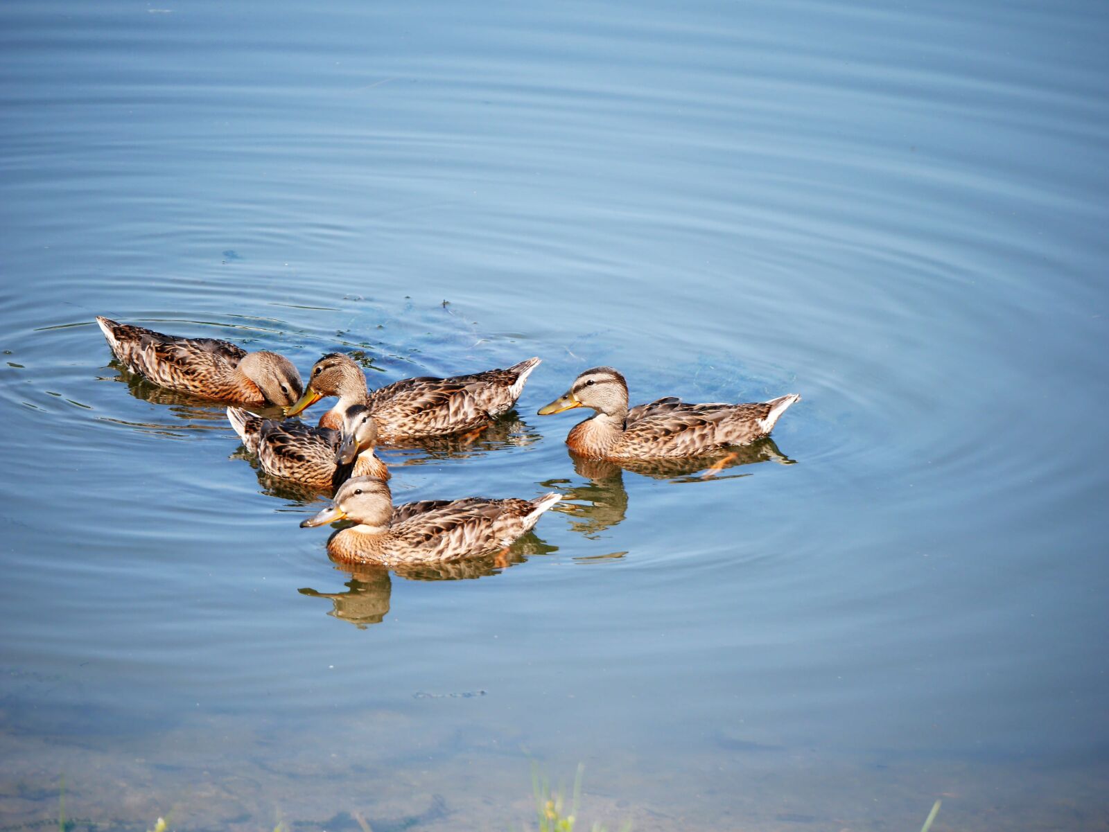 Panasonic Lumix DMC-GF7 sample photo. Ducks, lake, birds photography