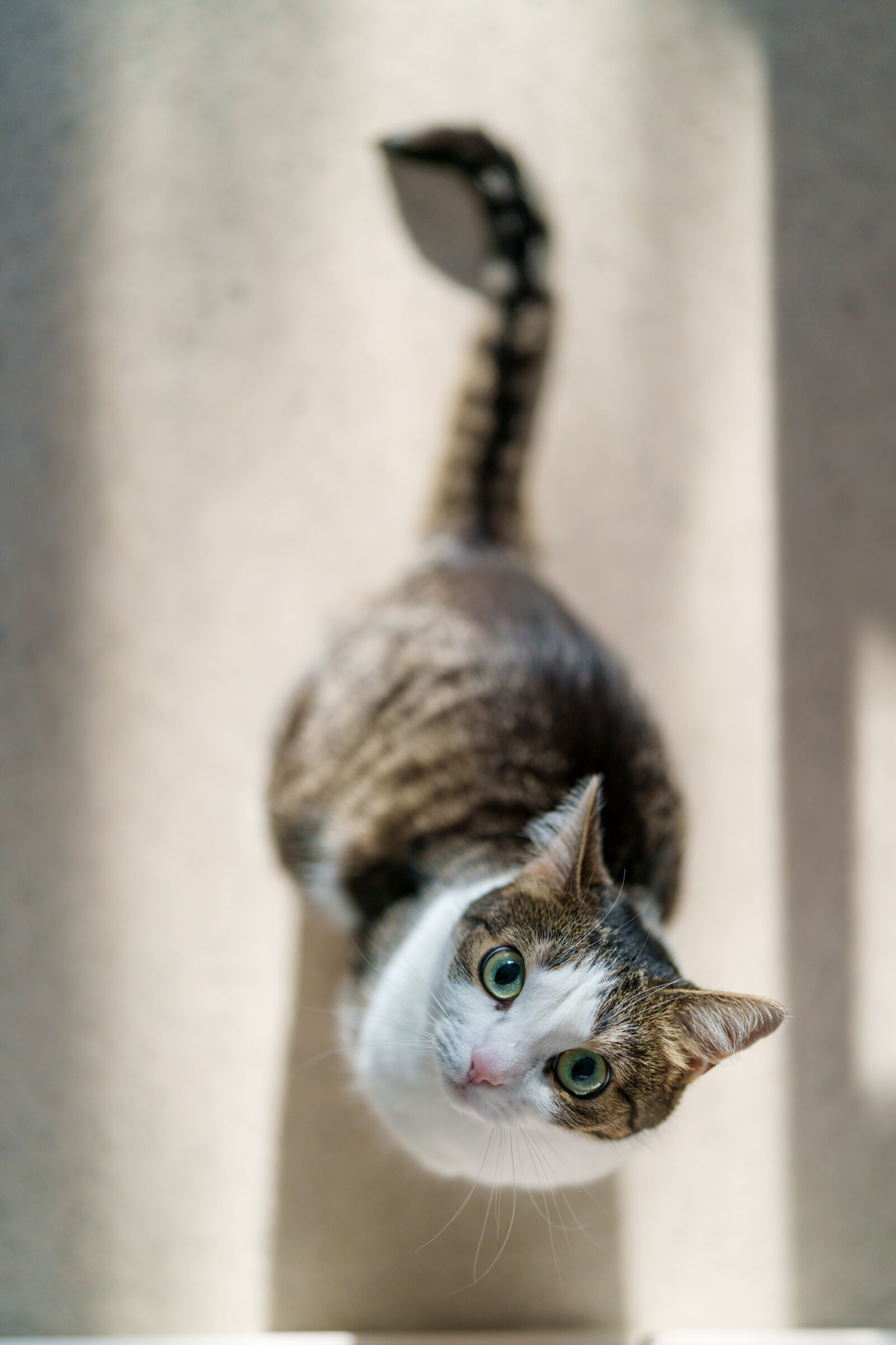 Sony FE 50mm F1.4 GM sample photo. Waiting game cat photography