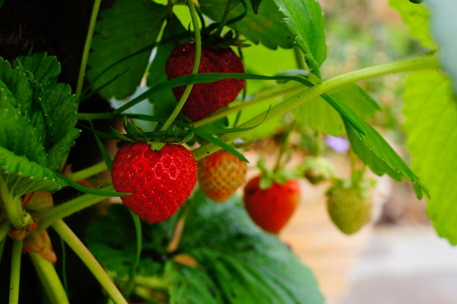 Sony Alpha NEX-5N + Sony E 18-55mm F3.5-5.6 OSS sample photo. Strawberry, fruit, plant photography