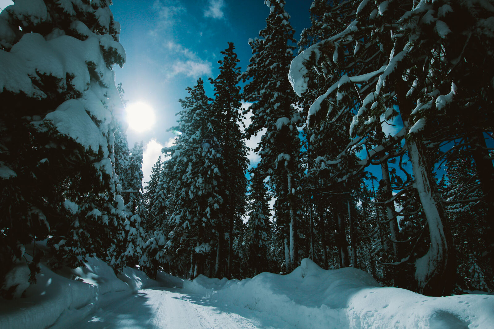 Canon EOS 600D (Rebel EOS T3i / EOS Kiss X5) sample photo. Pine, trees, rays, snow photography
