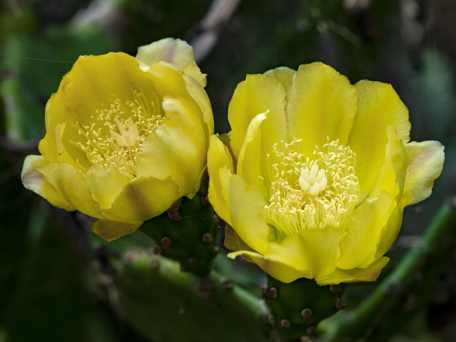 Olympus OM-D E-M1 Mark II sample photo. Flowers, sand, desert photography