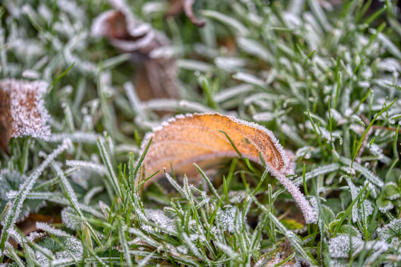 Nikon D750 sample photo. Winter, cold, freezer photography