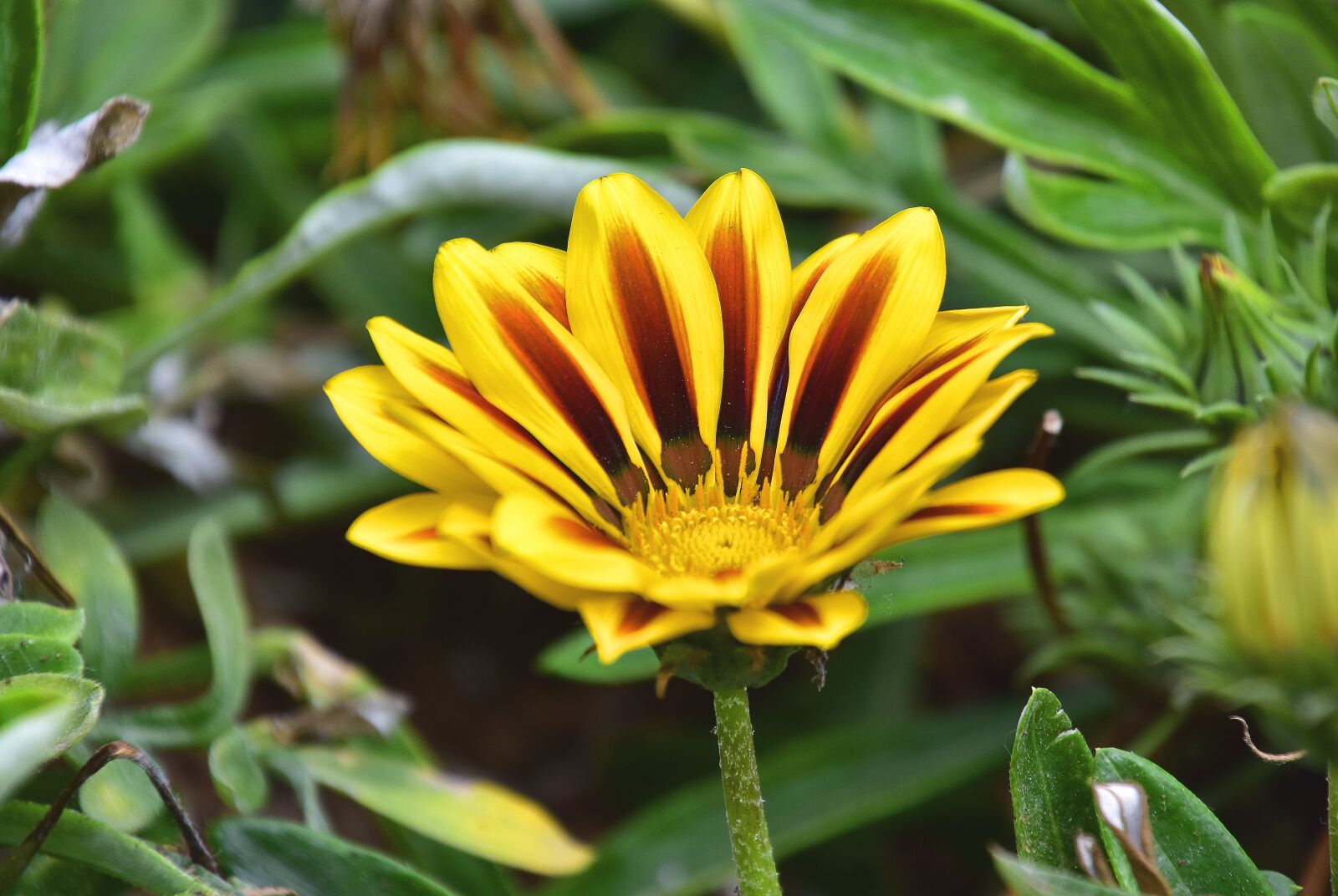 Nikon D7200 sample photo. Flora, garden, nature photography