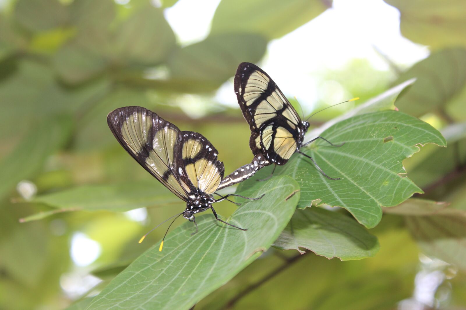 Canon EOS 600D (Rebel EOS T3i / EOS Kiss X5) sample photo. Butterflies, nature, procreate photography