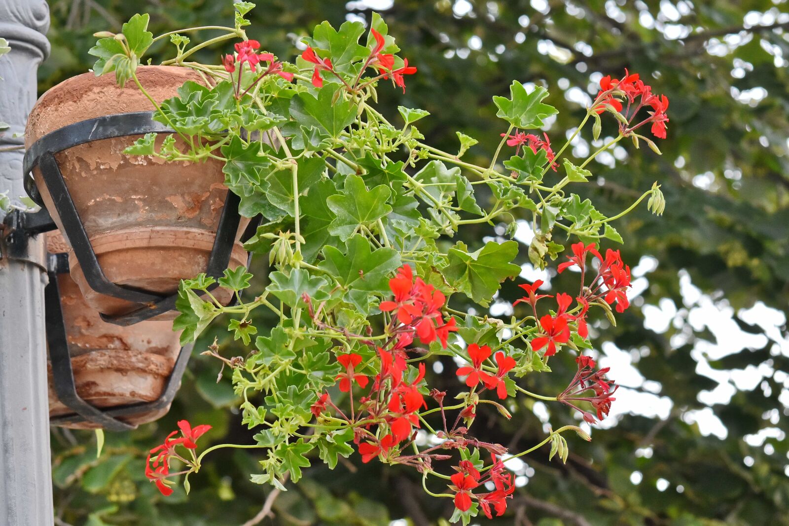 Nikon D5500 sample photo. Flowerpot, street, tree, shrub photography