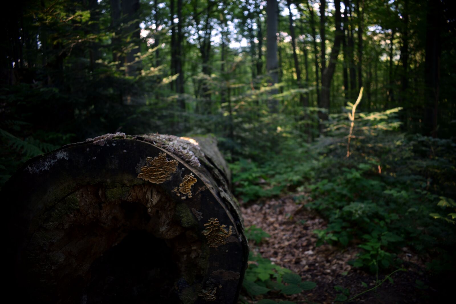 Nikon D3300 sample photo. Tree, forest, wood photography