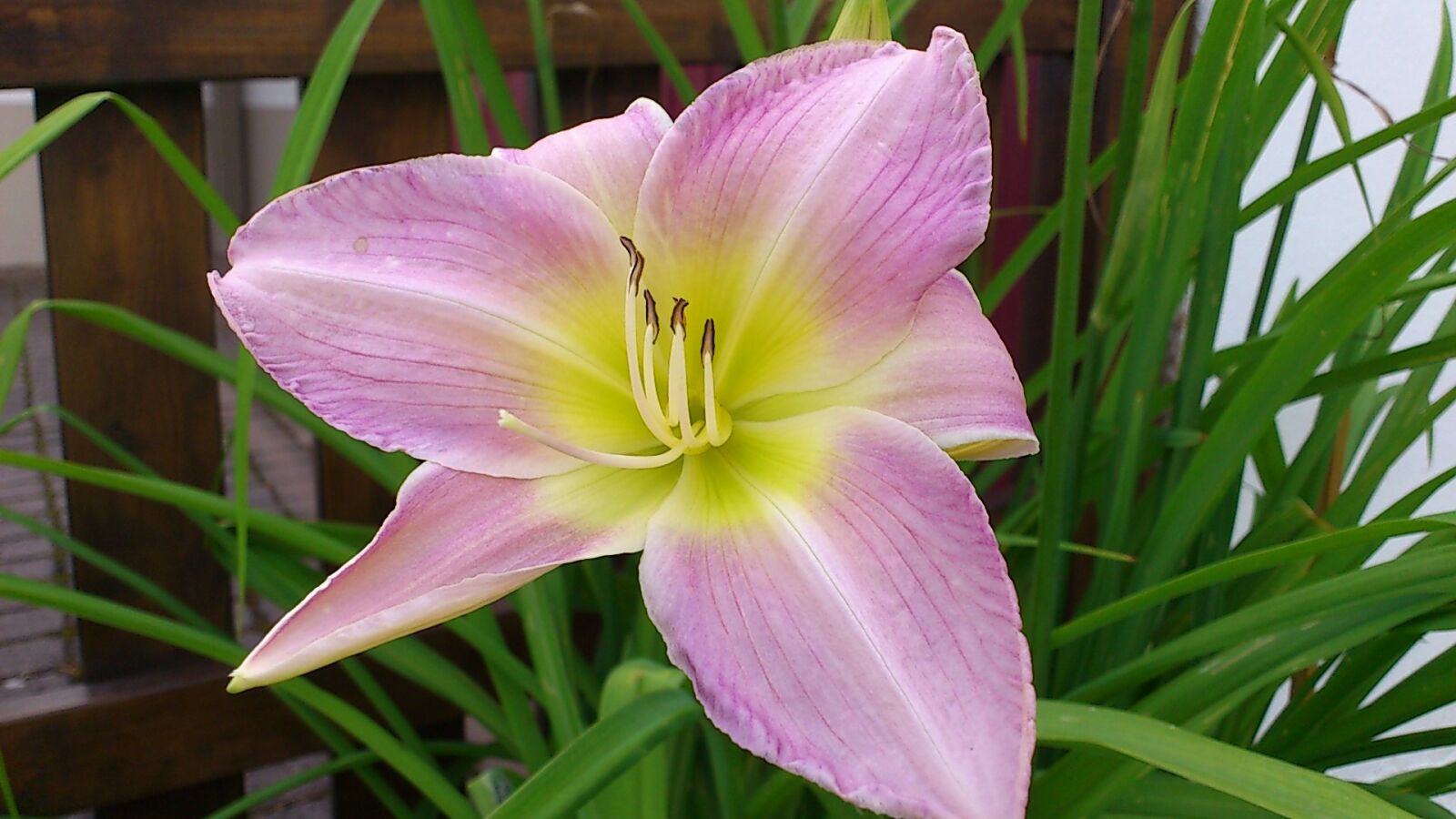 Sony Ericsson Xperia Arc sample photo. Lily, blossom, bloom photography