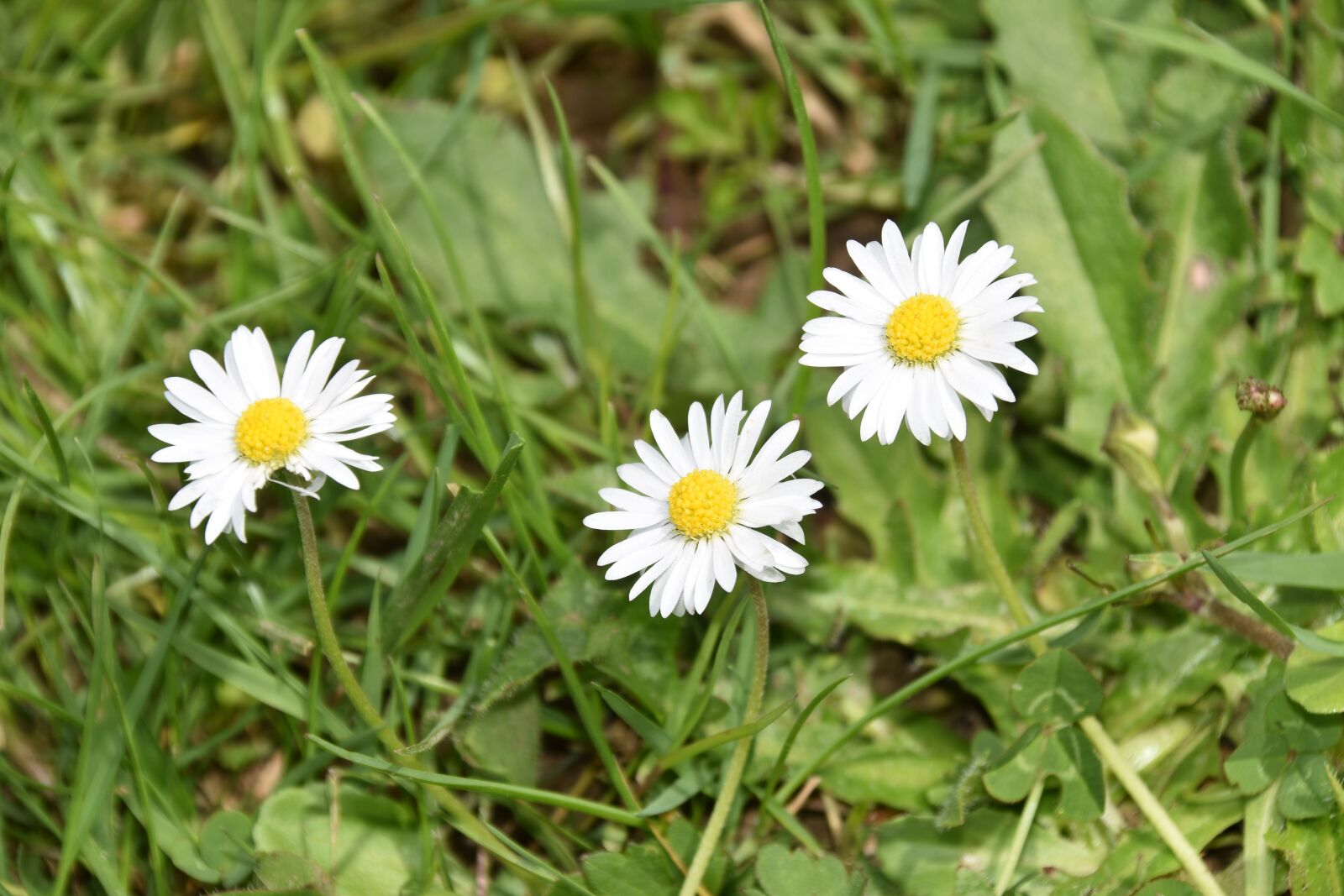 Nikon D5600 sample photo. Flower, daisies, flower natural photography