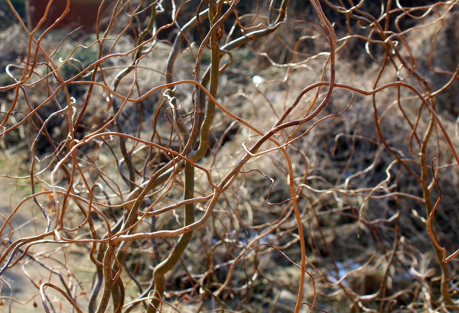 Canon EOS 1200D (EOS Rebel T5 / EOS Kiss X70 / EOS Hi) sample photo. Tree, nature, dry photography