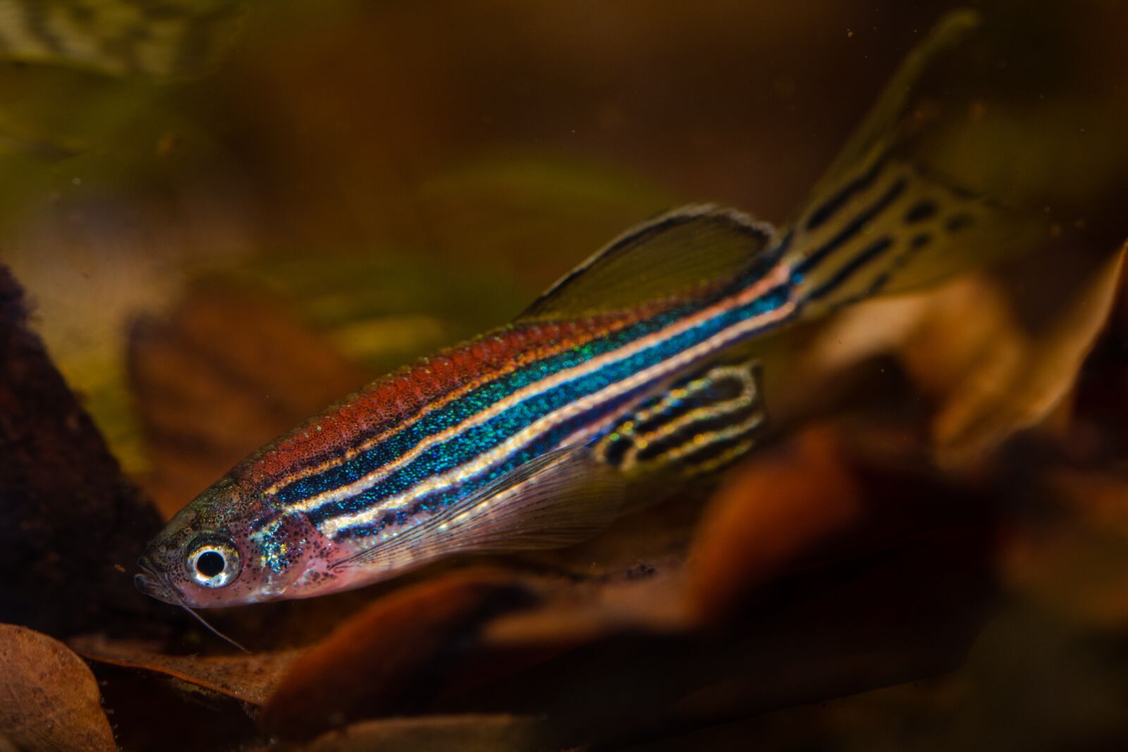 Nikon D7500 sample photo. Danio rerio, zebrafish, small photography