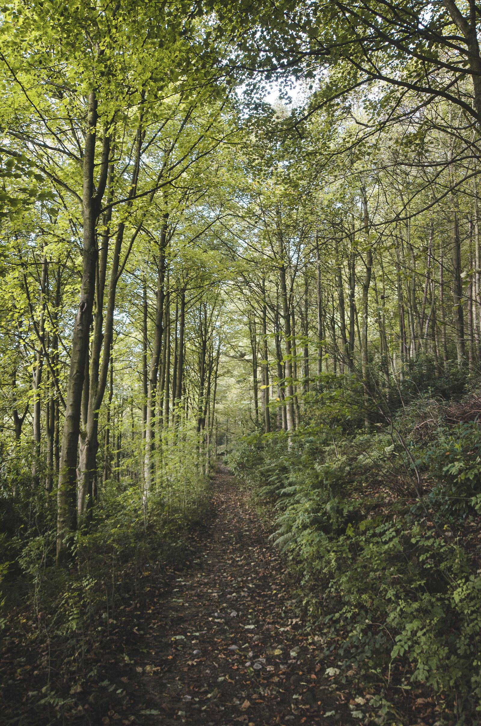 Nikon D7000 sample photo. Path, woods, peak district photography