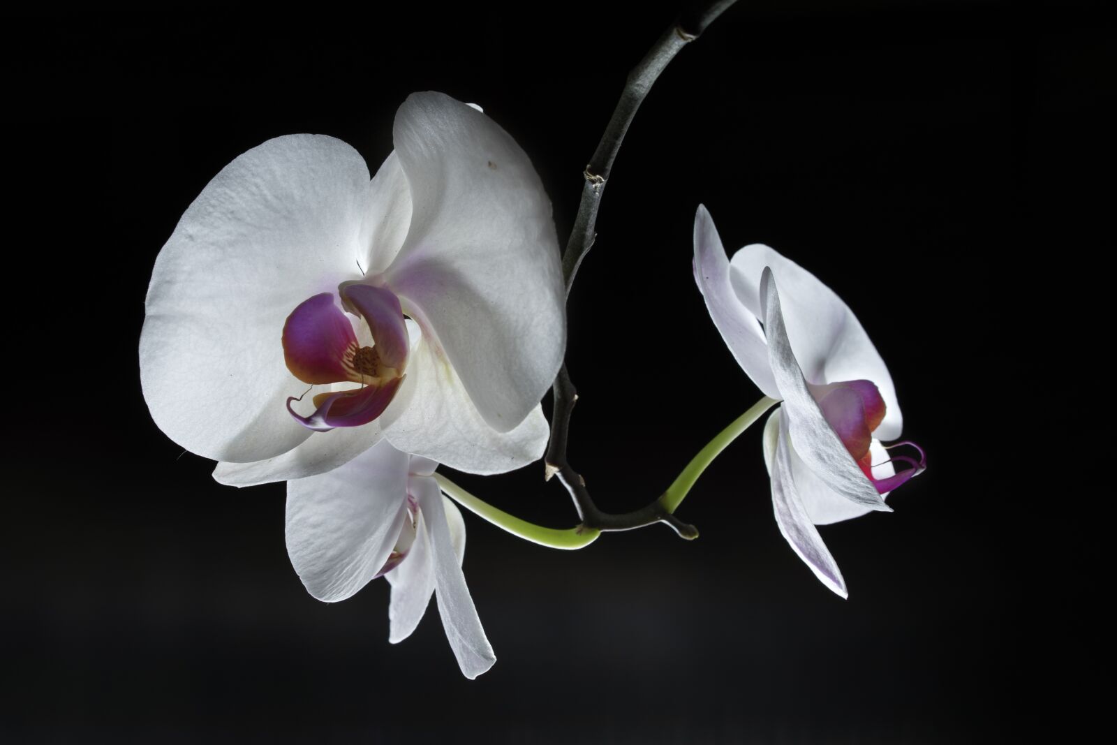 Sony a7 II + Sony Sonnar T* FE 55mm F1.8 ZA sample photo. Orchid, flower, floral photography