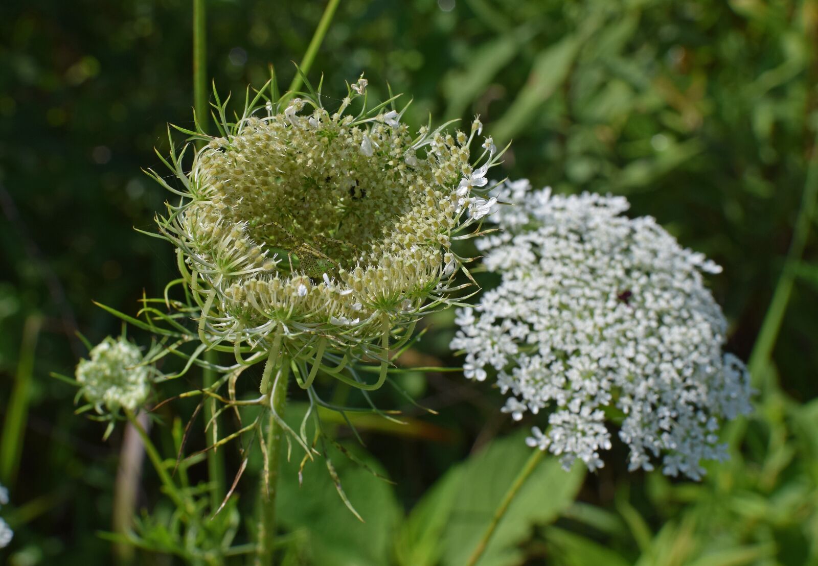 Nikon D3300 sample photo. Queen anne's lace bud photography