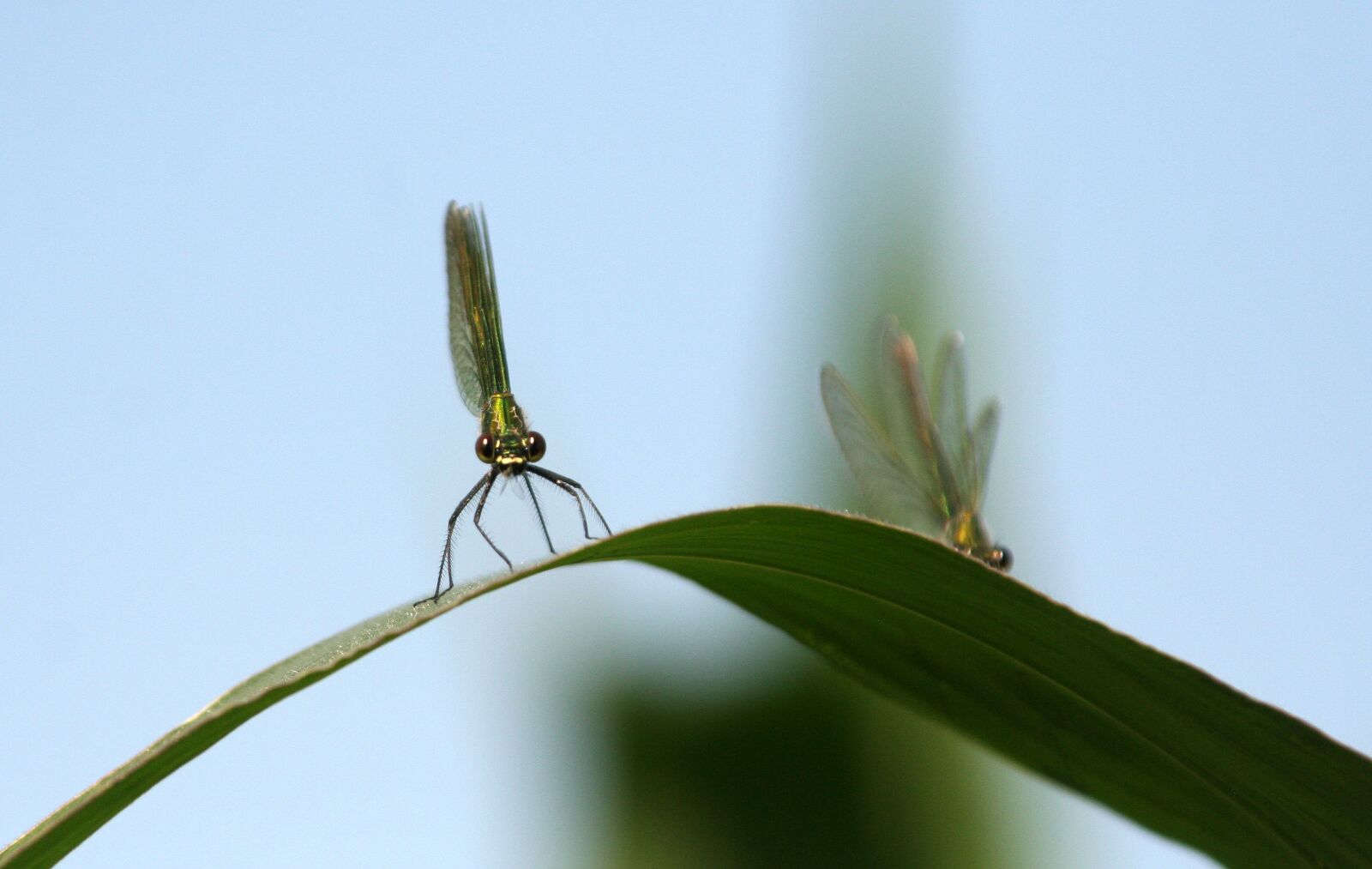 Canon EOS 350D (EOS Digital Rebel XT / EOS Kiss Digital N) sample photo. Dragonfly, corn, summer photography