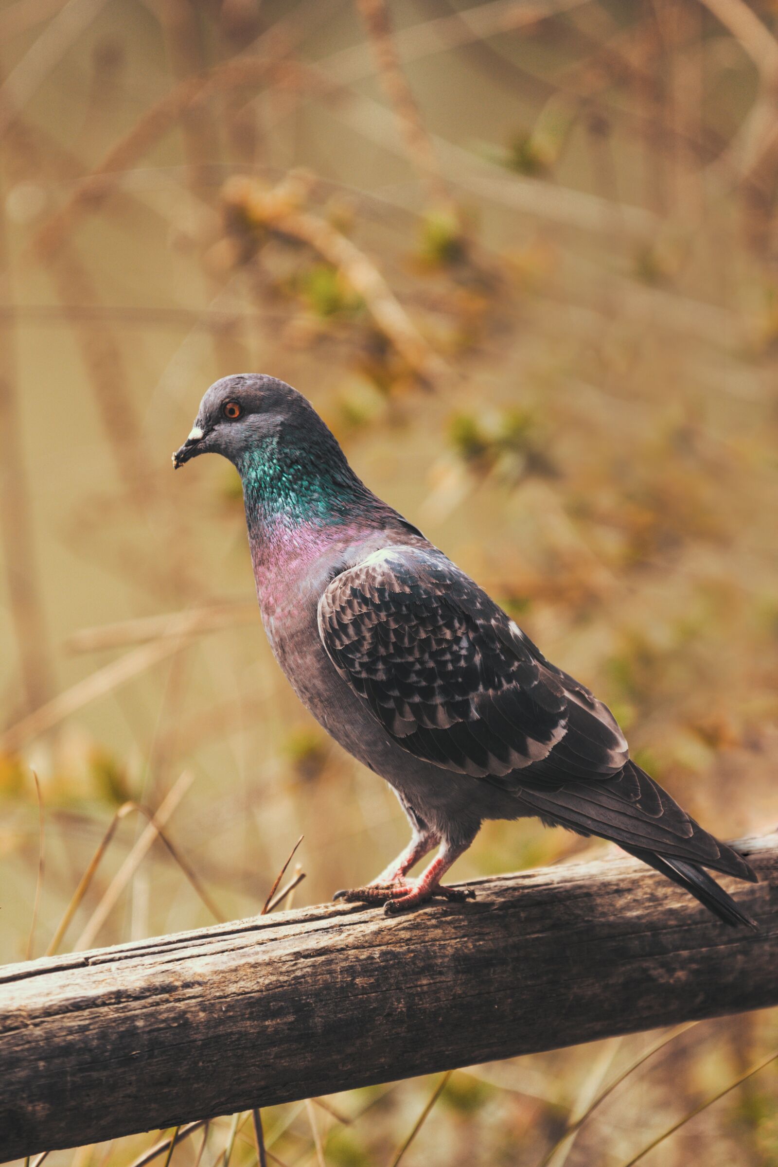Tamron 70-210mm F4 Di VC USD sample photo. Bird, pigeon, ali photography