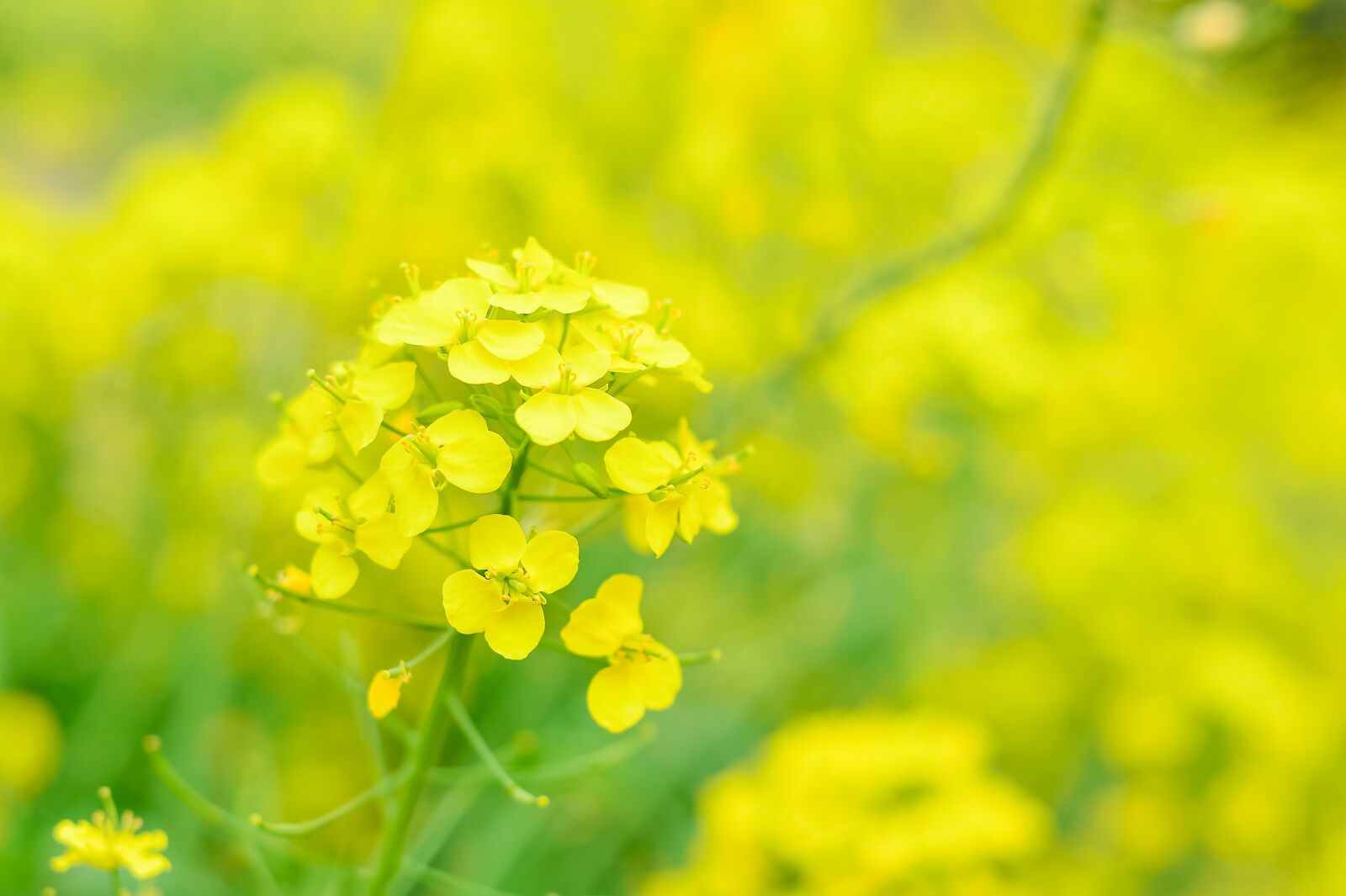 Nikon Df sample photo. Natural, plant, flowers photography
