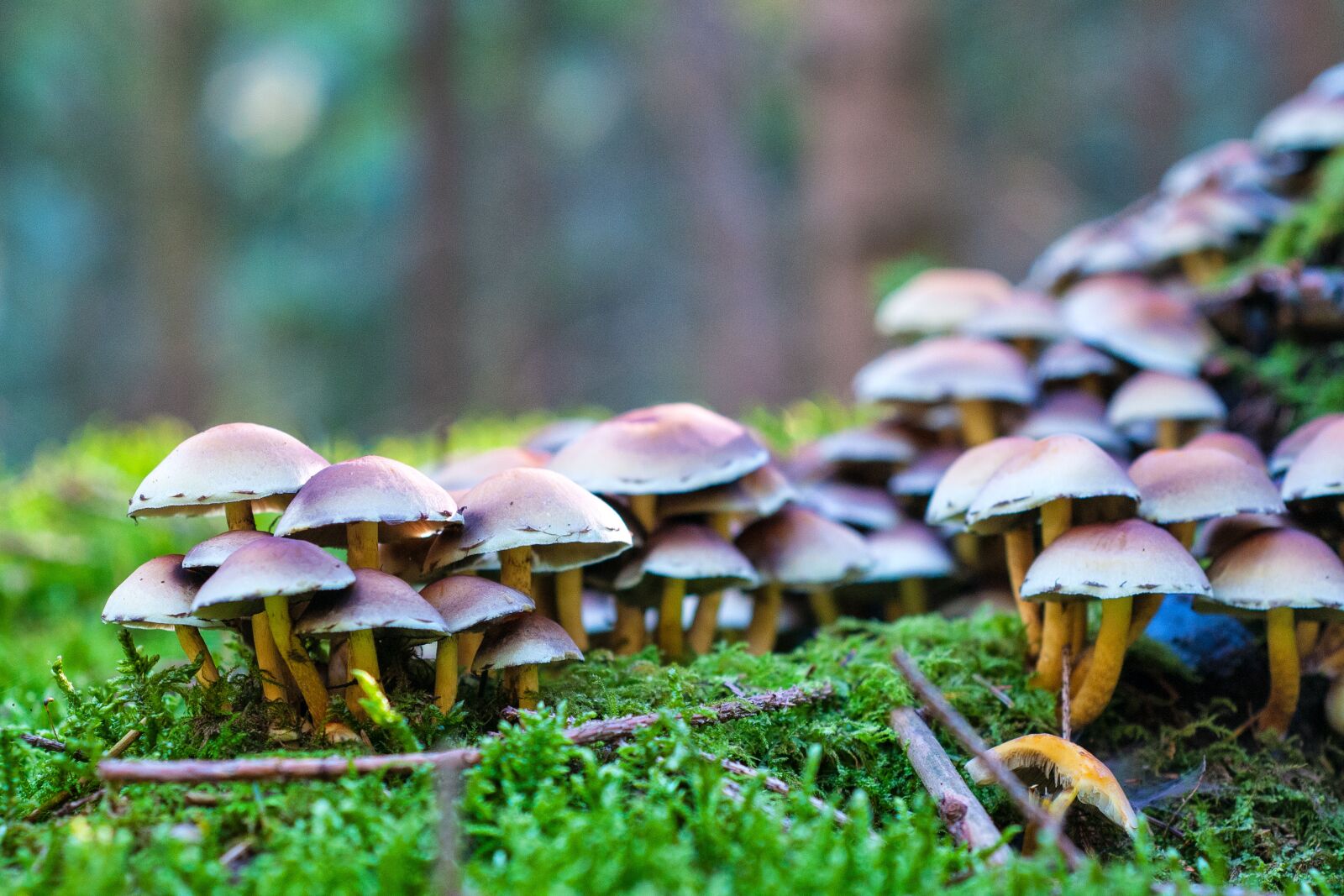 Nikon D300S sample photo. Forest, autumn, mushrooms photography