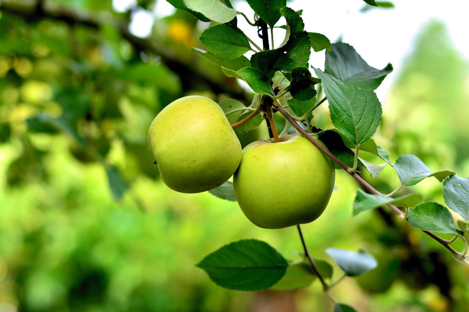 Nikon D5200 sample photo. Apple, green apple, apple photography