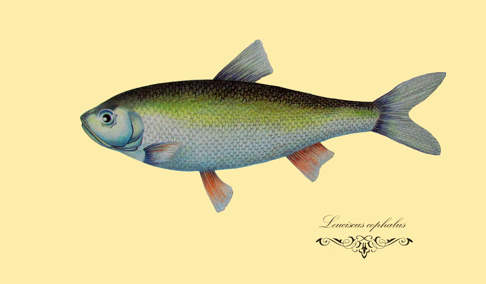 Canon PowerShot SX30 IS sample photo. Fish, drawing, figure photography