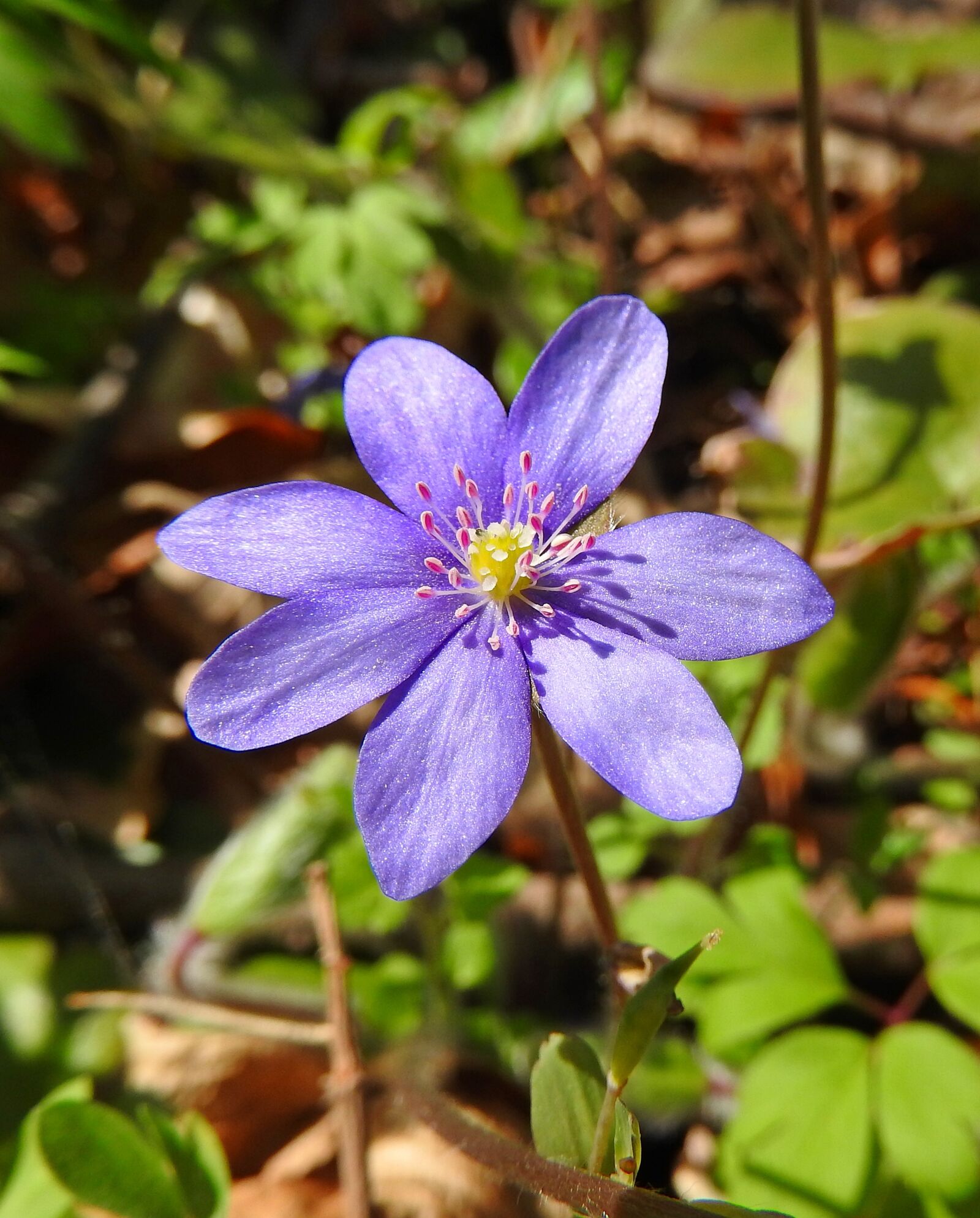 Nikon Coolpix P610 sample photo. Nature, wildflower, m jvir photography