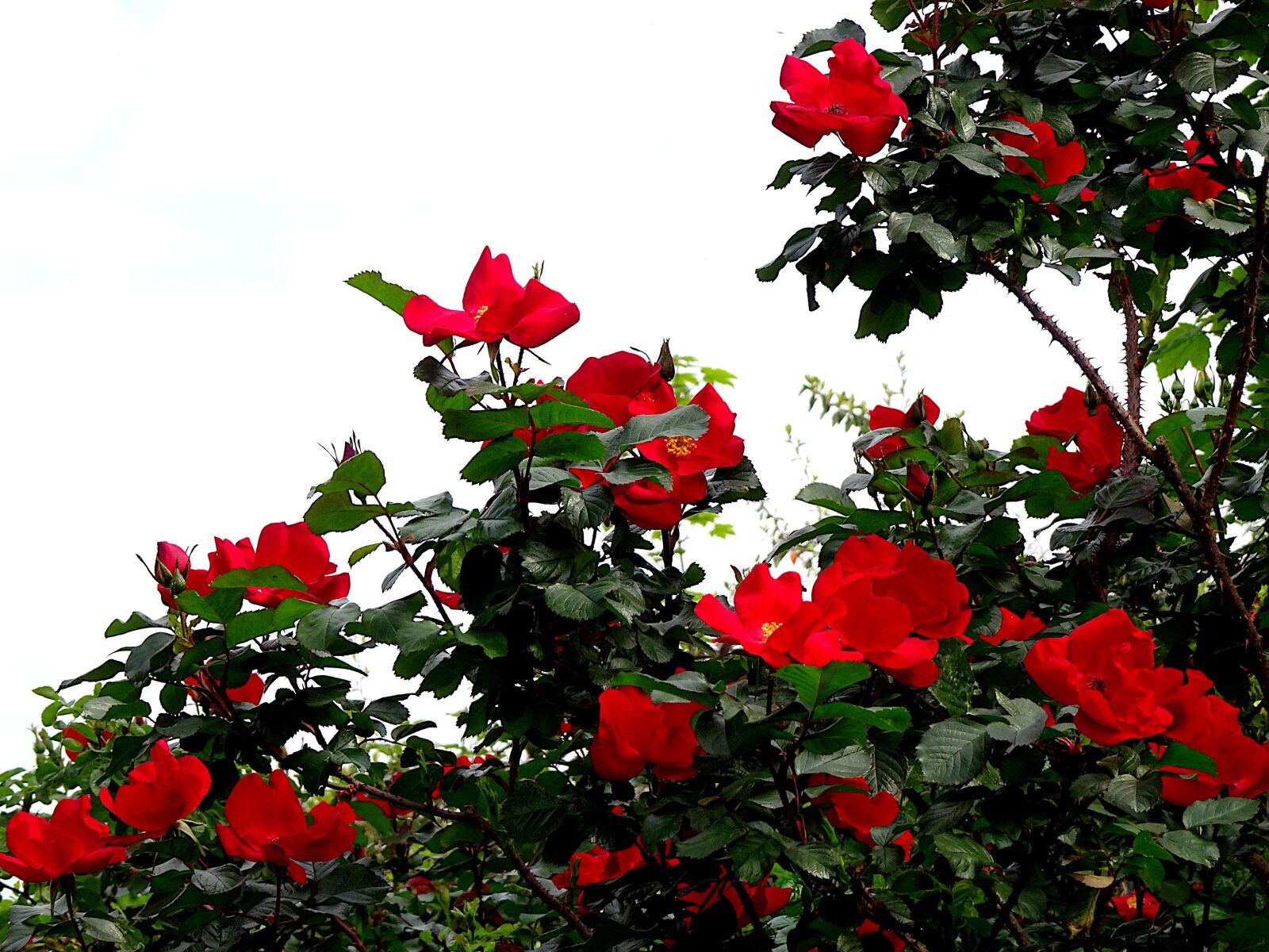 Sony Cyber-shot DSC-HX90V sample photo. Roses, red color, flowering photography