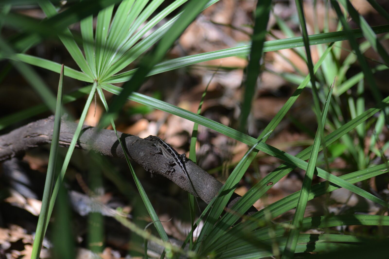 Nikon D7100 sample photo. Lizard, tree, wildlife photography