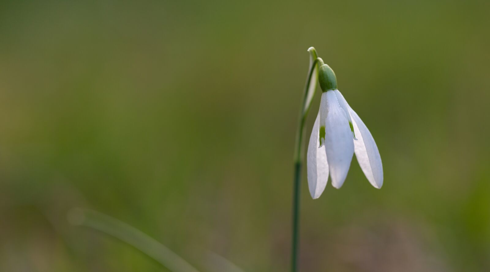 Canon EOS 6D Mark II sample photo. Snowdrop, spring, flower photography
