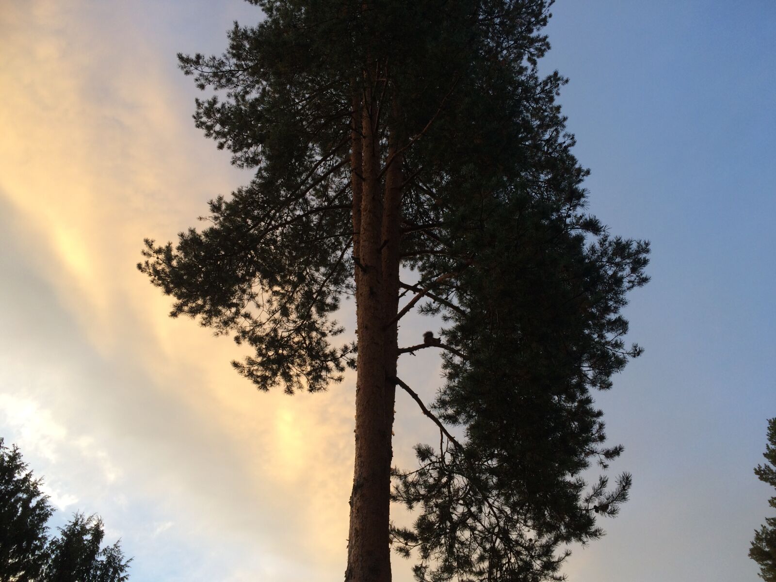 Apple iPhone 5s sample photo. Tree, sky, nature photography